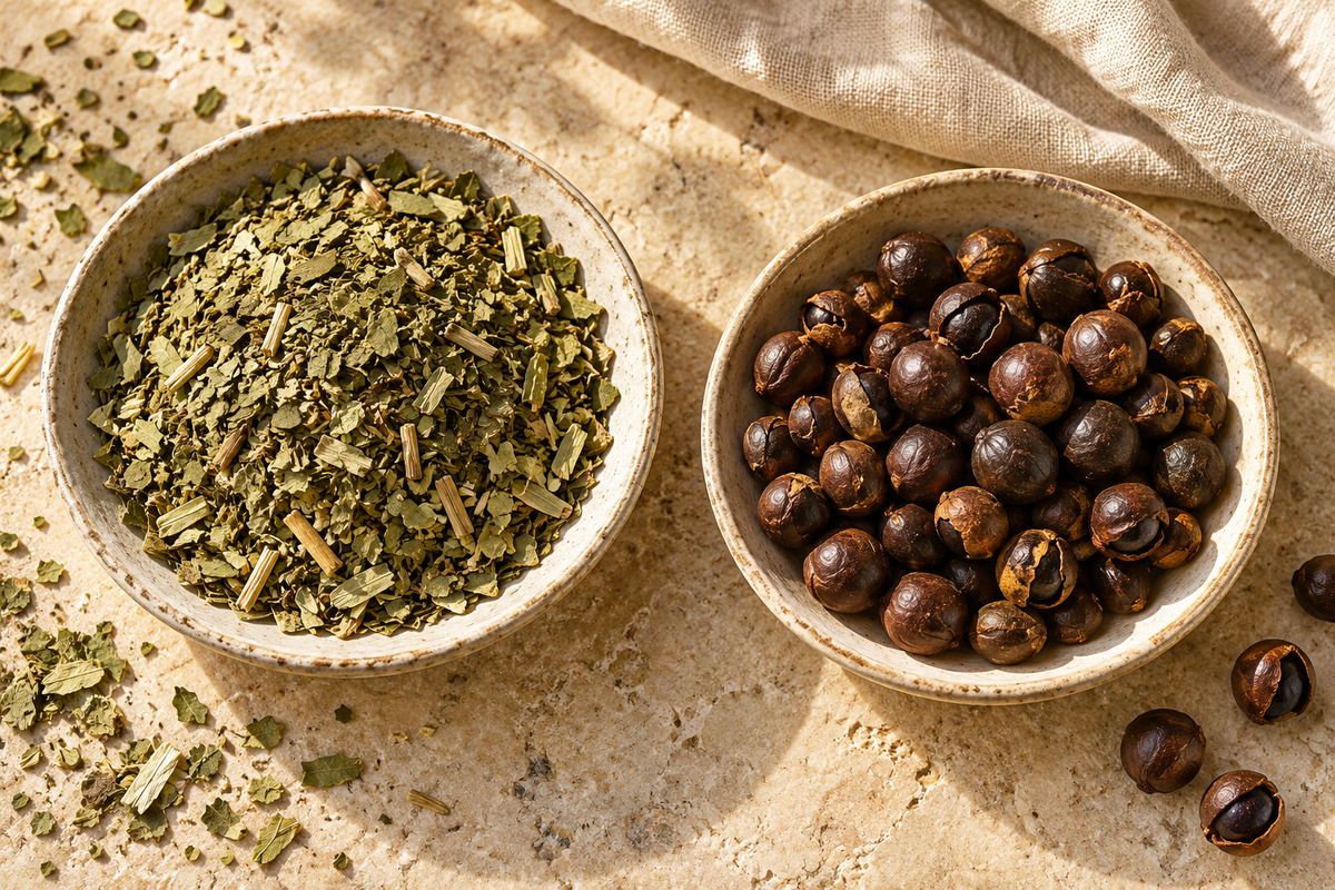 Illustration : feuilles de maté séchées et graines de guarana dans deux coupelles.