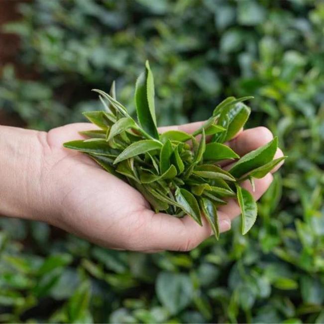 Une main tenant un bouquet de feuilles vertes, probablement issues d'une plante, avec un arrière-plan flou de feuillage dense.