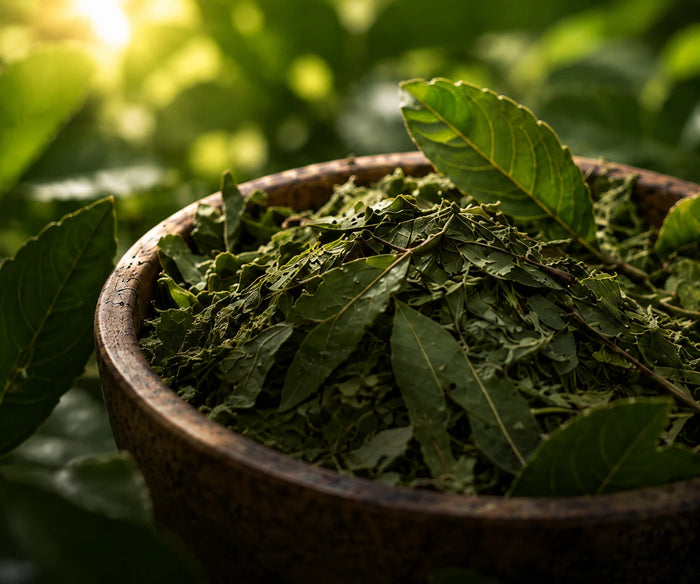 Un bol de Yerba Maté séché entouré de feuilles fraîches au soleil